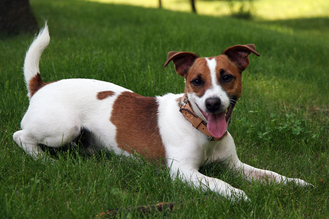 jack-russell-terriers