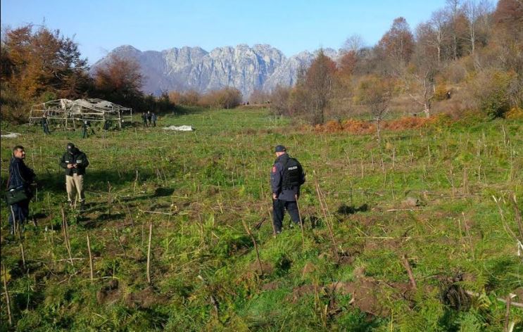 kanabis fusha e korruru police shkoder