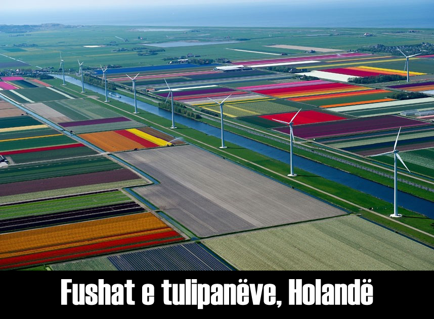 tulipanes