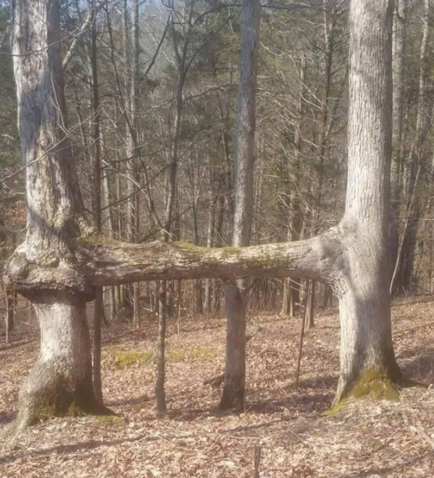 FOTO/ Çfarë është kjo mrekulli e natyrës?!!