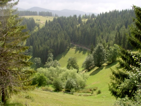 Mallakastër, pranga ish-Drejtorit të pyjores, abuzoi me shpronësimet