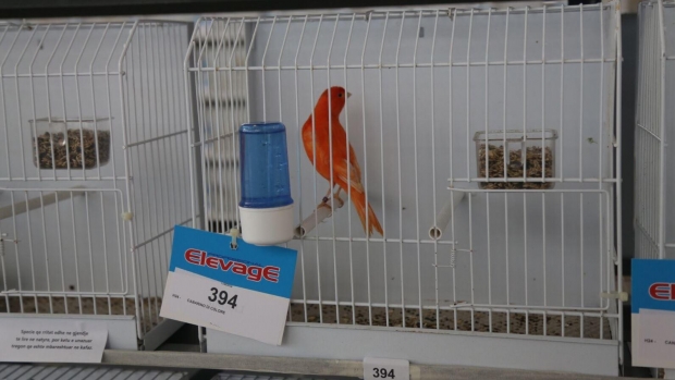 FOTO LAJM/ Festivali i parë i zogjve në Shqipëri, ekspozohen mbi 1000 lloje