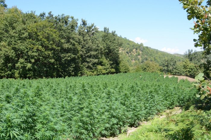 VIDEO LAJM/ Në Fushë-Krujë, hashashin e merr lumi!