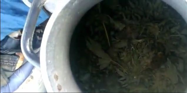 VIDEO/Qumësht jeshil në qafën e Muzinës