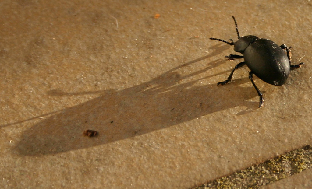 Si ti luftojmë dhe si ti bëjmë buburrecat të largohen nga shtëpitë tona