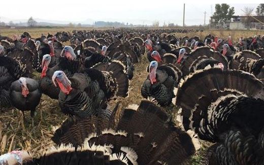 VIDEO/ Gjelat e Fierit këndojnë si një ansambël në kor