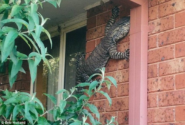 FOTO LAJM/ Kur hardhuca gjigande të zapton murin e shtëpisë