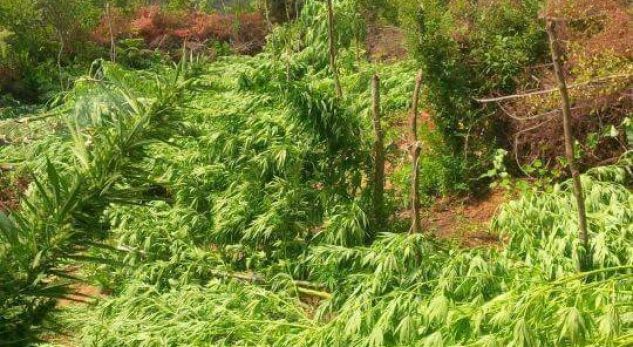 PD zbulon emrat, pyet Ramën: A e di kush e ruan drogën në Pukë?