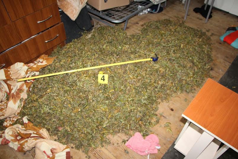 Kthen banesën në ambient të përpunimit të kanabisit, shpallet në kërkim pronari, sekuestrohen 300 kg lëndë narkotike