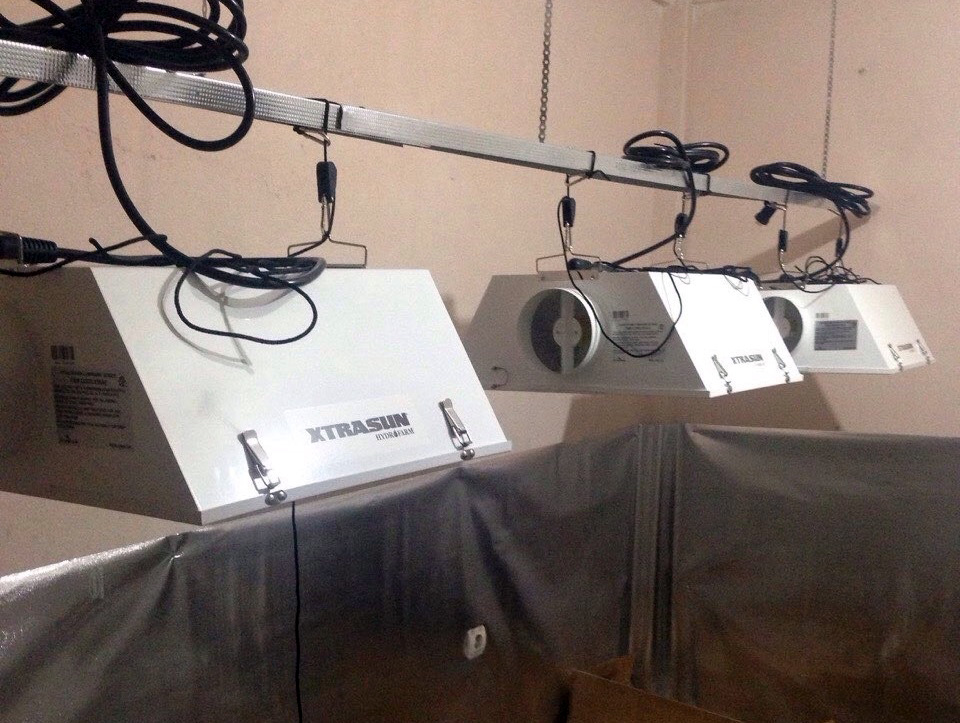 FOTO/ Konkurrenca në Shqipëri, përmirësohet teknologjia e kultivimit të kanabisit