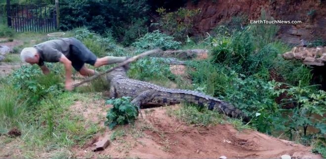 Therret “fuck you, alligators” dhe hidhet mes tyre