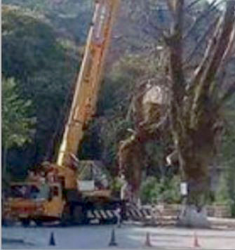 Libohovë, bie nga vinçi vdes punonjësi i baskisë duke prerë degët e pemëve