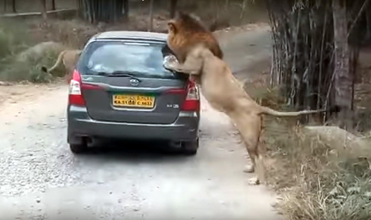 VIDEO/ Luani sulmon makinën e turistëve