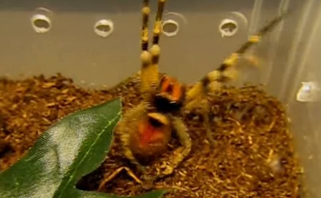 Ja me çfarë mund ta zëvendësojnë meshkujt viagrën