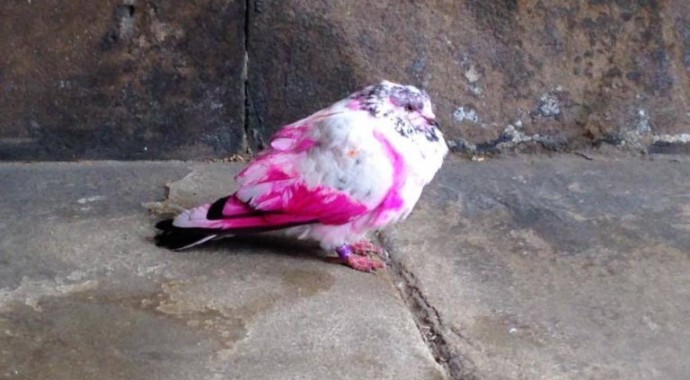 Pëllumbi me ngjyrë rozë