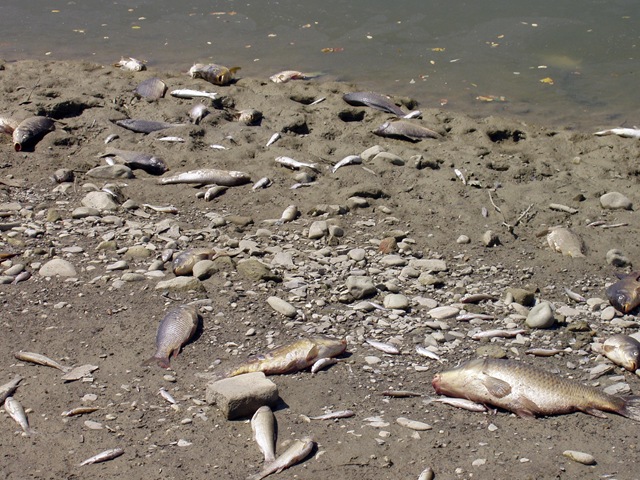 Katastrofë në liqenin e Kasharit, peshq të ngordhur mbushin bregun