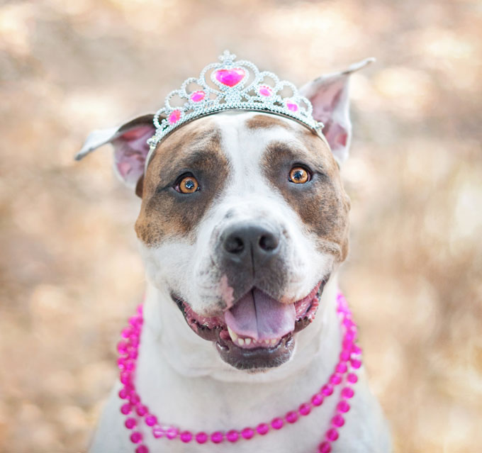 Tentojnë t’i veshin qenit një bluzë, sulmon gjithë familjen