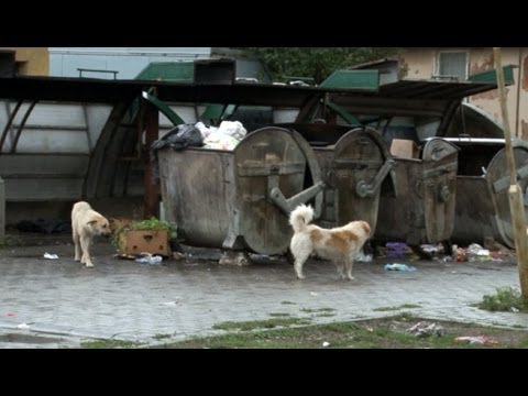 VIDEO/ Kukësi “pushtohet” nga qentë endacakë