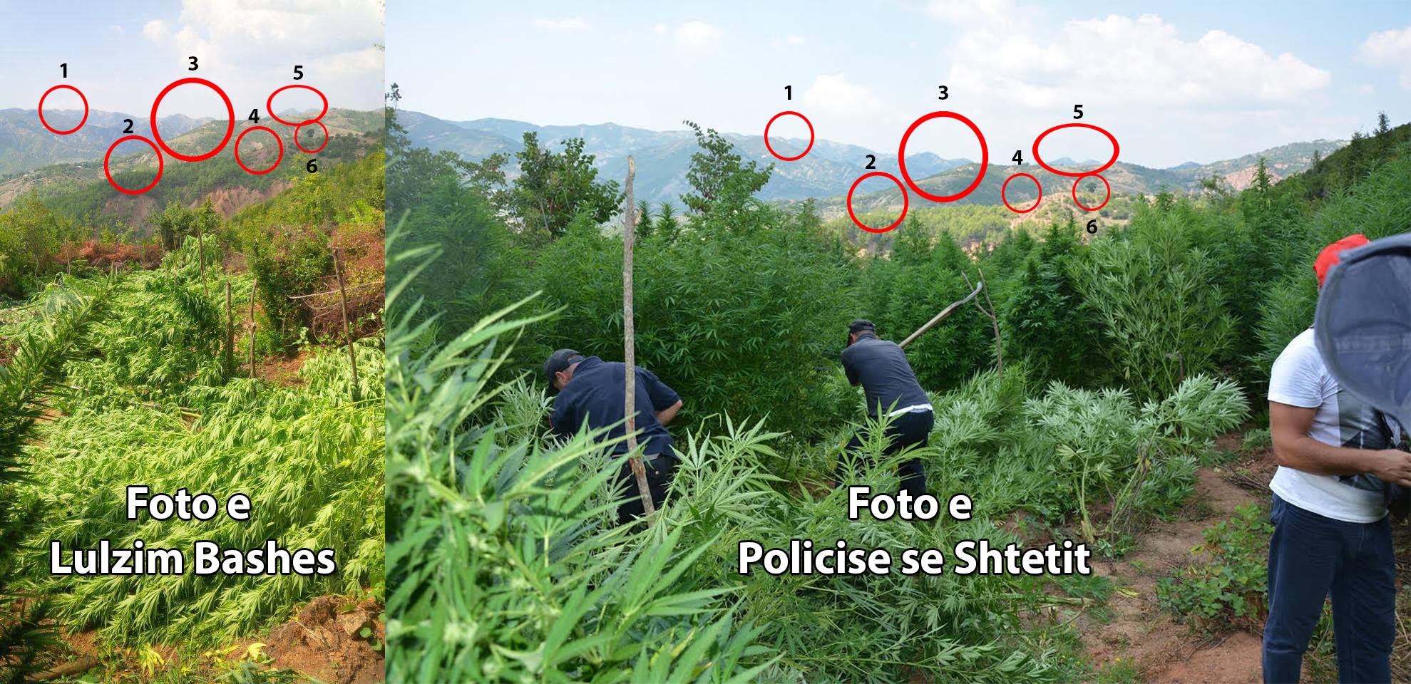 FOTO/ A dërgoi Saimir Tahiri policët sot për një foto-korrje kanabisi në Gusmar…?!