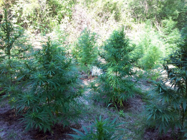 Vlorë,  “Dusharaku” korr canabis te “Korija e Qazimit” dhe “Gropa e Dhelprës”