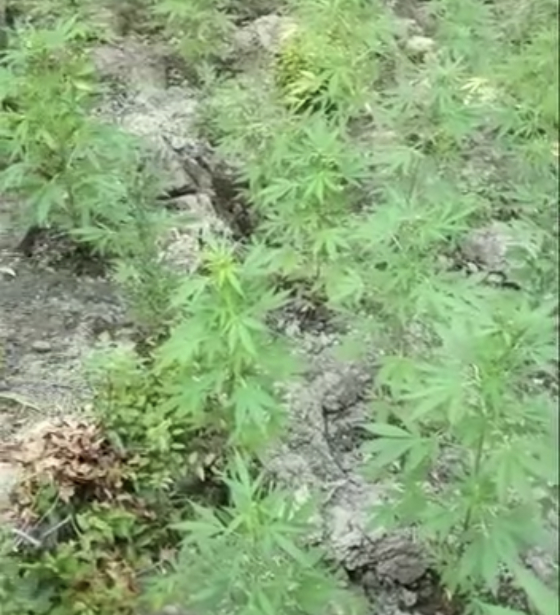 3000 rrënjë kanabis në një fshat mes Shkodrës e Lezhës, publikohet video