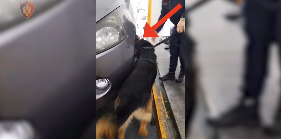 Nuk ndal eksporti i kanabisit, kapen 63 kile në Kakavijë