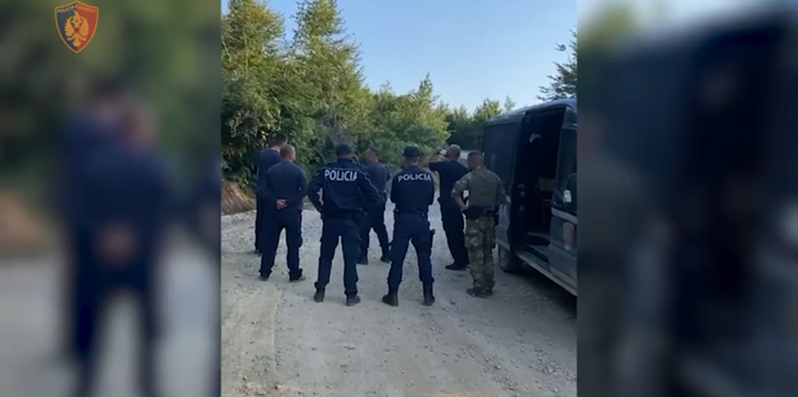 Qarku Shkodër, në pak ditë gjenden rreth 17 dynym të mbjella me kanabis. Kapen edhe 320 kile të tharë