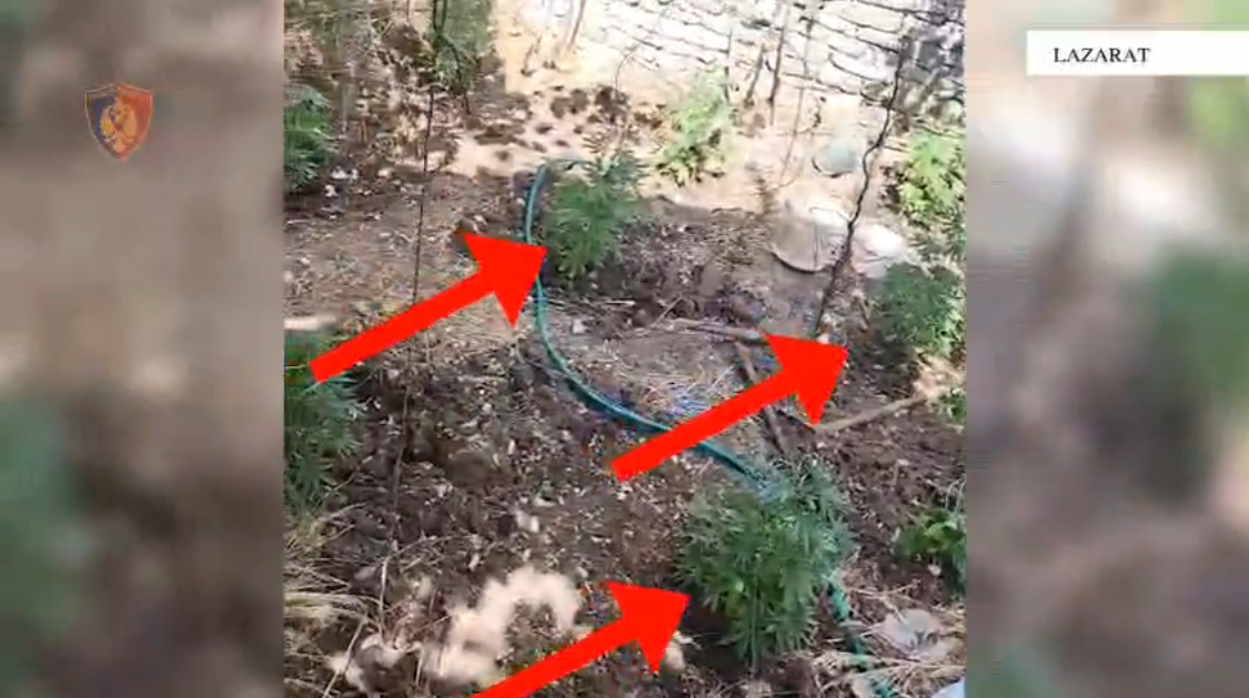 Droni gjen tri rrënjë kanabis në Lazarat, policia bën video, i shkul dhe i djeg