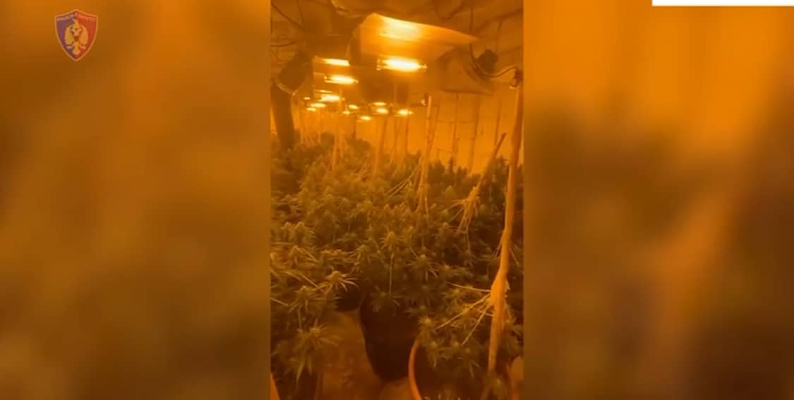 Vila si serë hashashi, zbulohet shtëpia e barit në Bajzë. Procedohen edhe elektricistët