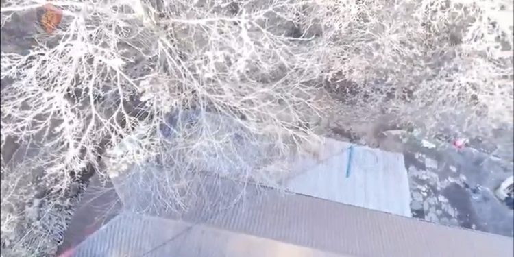 Shkodër, një dhomë me armë e tjetra me kanabis