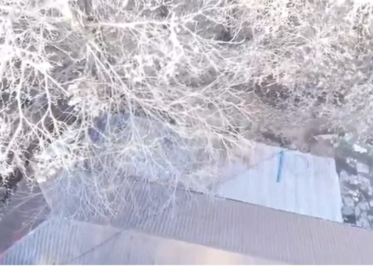 Shkodër, një dhomë me armë e tjetra me kanabis