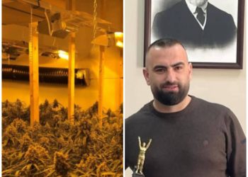 4 mijë rrënjë kanabis në shtëpinë e drejtorit të burgut të Rrogozhinës