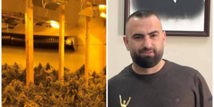 4 mijë rrënjë kanabis në shtëpinë e drejtorit të burgut të Rrogozhinës