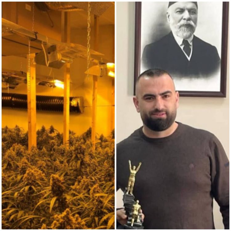 4 mijë rrënjë kanabis në shtëpinë e drejtorit të burgut të Rrogozhinës