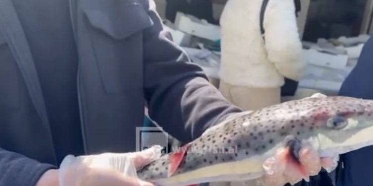 Kapet sërish në Vlorë peshku “Gjyle”, një nga më helmuesit e ujërave të kripura