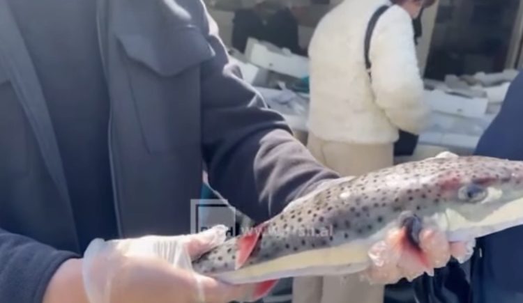 Kapet sërish në Vlorë peshku “Gjyle”, një nga më helmuesit e ujërave të kripura