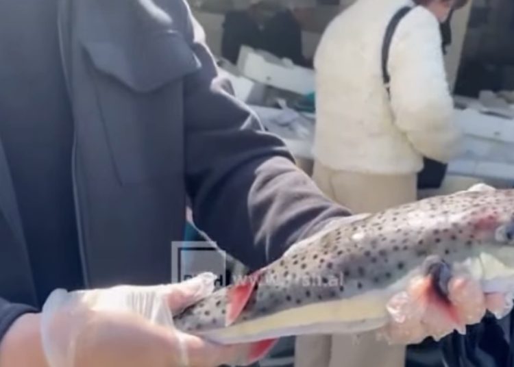 Kapet sërish në Vlorë peshku “Gjyle”, një nga më helmuesit e ujërave të kripura