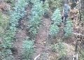 SHKODËR/ Arrestohet gruaja e parë për kultivim kanabisi, u filmua