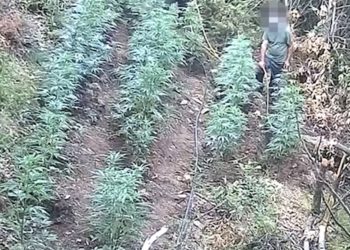 SHKODËR/ Arrestohet gruaja e parë për kultivim kanabisi, u filmua
