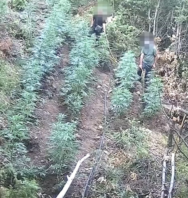 SHKODËR/ Arrestohet gruaja e parë për kultivim kanabisi, u filmua